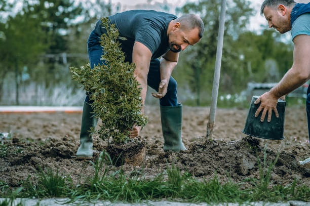 Best Residential Tree Removal  in Trumann, AR